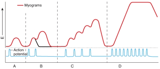 Which area of the myogram shows sustained contraction with partial relaxation?   A) A B) B C) C D) D E) none of these choices