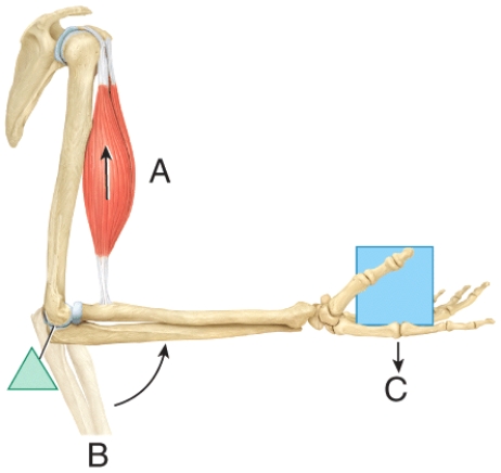 In the diagram,where is the fulcrum?   A) A B) B C) C D) All of these choices E) None of these choices