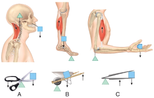 Which one represents a second-class lever?   A) A B) B C) C D) All of these choices E) None of these choices
