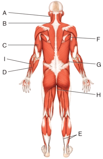 Where is the extensor digitorum longus?   A) D B) E C) H D) I E) None of these choices