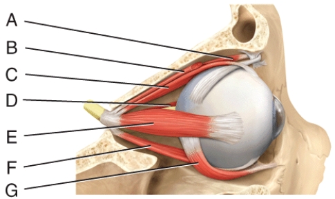Where is the lateral rectus?   A) C B) D C) E D) F E) G