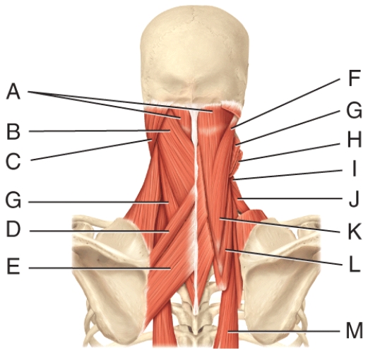 Where is the levator scapulae?   A) H B) F C) I D) L E) A