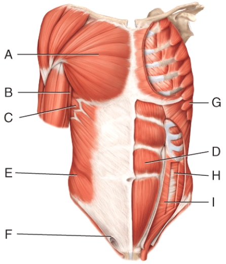 Where is the external oblique?   A) D B) E C) F D) H E) I