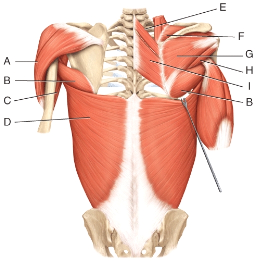 Where is the infraspinatus?   A) E B) F C) G D) H E) I