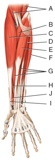 Where is the brachioradialis?   A) A B) B C) C D) D E) E