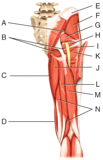 Where is the obturator internus?   A) B B) G C) H D) I E) J