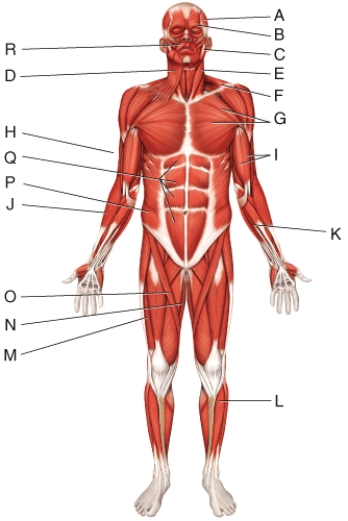 What is the action of the muscle labeled I?   A) extends the forearm at the elbow joint B) flexes the forearm at the elbow joint C) pronates the forearm at the radioulnar joints D) abduct arm at shoulder joint E) rotates arm at shoulder joint