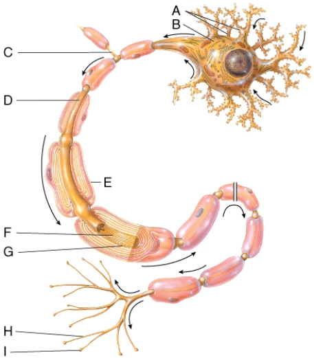 This part of a neuron contains the nucleus and cytoplasm of the Schwann's cell that has formed a myelin sheath around the axon.   A) C B) D C) E D) F E) G