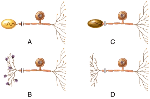 Which of the neurons is considered to be a bipolar neuron?   A) A B) B C) C D) All of the neurons. E) None of the neurons.