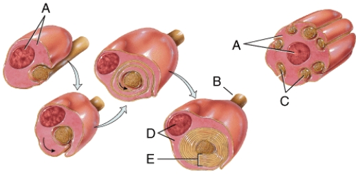 In the diagram,where is a node of Ranvier?   A) A B) B C) C D) D E) E