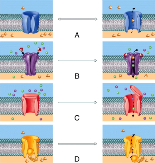 Which of these types of channels is involved in leaking sodium and potassium ions across the membrane in order to establish the resting potential of a cell?   A) A B) B C) C D) D