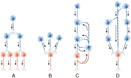 Which type of circuit is used to lengthen the output signal in physiological processes like regulation of the breathing pattern??]   A) A B) B C) C D) D