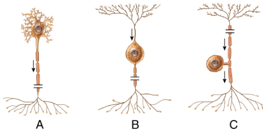 What is the structural classification of the neuron labeled B?   A) bipolar neuron B) multipolar neuron C) unipolar neuron D) nonpolar neuron E) pseudounipolar