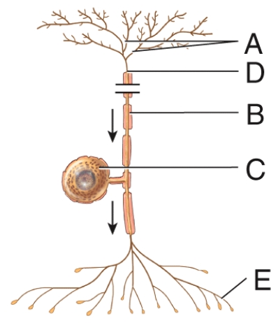 Which of the following structures is labeled B in the diagram?   A) axon terminal B) trigger zone C) cell body D) peripheral process E) dendrites