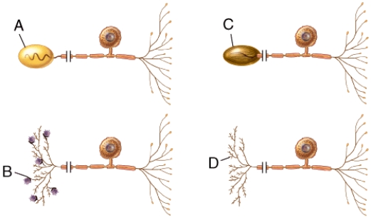 What specific type of unipolar neuron is shown in the diagram labeled C?   A) Merkel disc B) Meissner corpuscle C) Pacinian corpuscle D) nociceptor E) Purkinje cell
