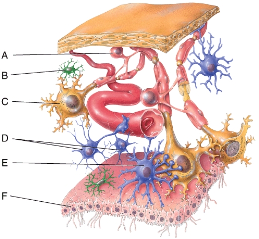 Which of the labeled cells in the diagram is a neuroglial cell that forms and maintains the myelin sheath around CNS axons?   A) A B) B C) C D) D E) F