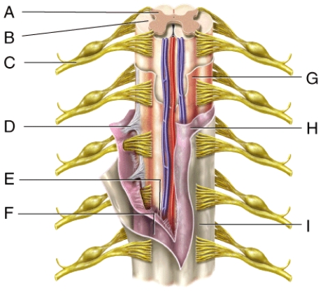 Where is the subarachnoid space?   A) E B) F C) G D) H E) I