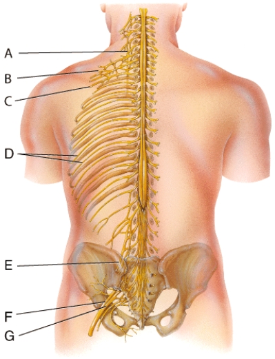 Which nerve labeled in the diagram does NOT arise from any plexus?   A) A B) B C) D D) E E) G