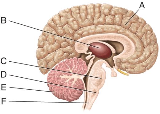 Which of the labeled structures in the diagram regulates hunger,thirst and many autonomic activities providing homeostasis?   A) A B) D C) E D) F E) None of these choices