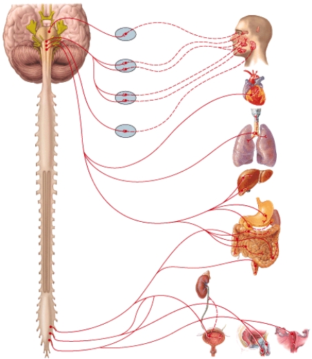 Preganglionic neurons are supplied to the submandibular ganglion by which cranial nerve?   A) Cranial nerve III B) Cranial nerve VII C) Cranial nerve IX D) Cranial nerve X E) None of these choices