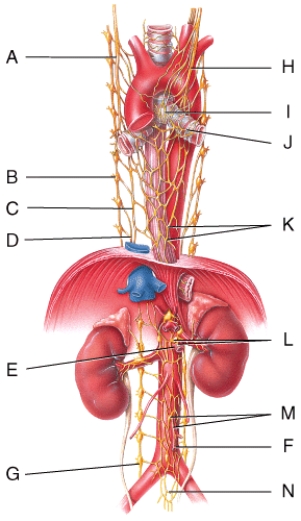 Where is the cardiac plexus in the figure?   A) A B) B C) H D) I E) J