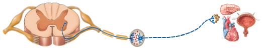 If the pathway shown in the diagram is a sympathetic division pathway,which neurotransmitter acts at the effector?   A) Norepinephrine B) Acetylcholine C) Epinephrine D) Dopamine E) Serotonin