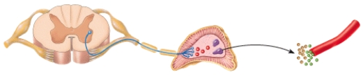 Which neurotransmitter is released at the gland by the preganglionic neuron in the diagram?   A) Norepinephrine B) Acetylcholine C) Epinephrine D) Dopamine E) Serotonin
