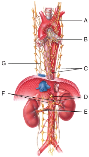 Where is the pulmonary plexus in the diagram?   A) A B) E C) D D) B E) G