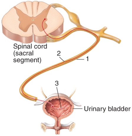 The structure labeled 2 in the diagram is a   A) somatic motor neuron. B) parasympathetic preganglionic neuron. C) parasympathetic postganglionic neuron. D) sympathetic preganglionic neuron. E) somatosensory neuron.