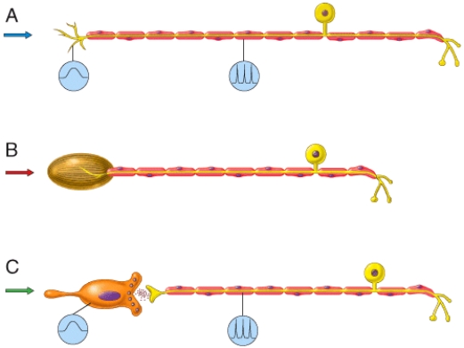 Which of the neurons in the diagram is modified in a manner that helps enhance the sensitivity of the receptor?   A) A B) B C) C D) None of these choices E) All of these choices