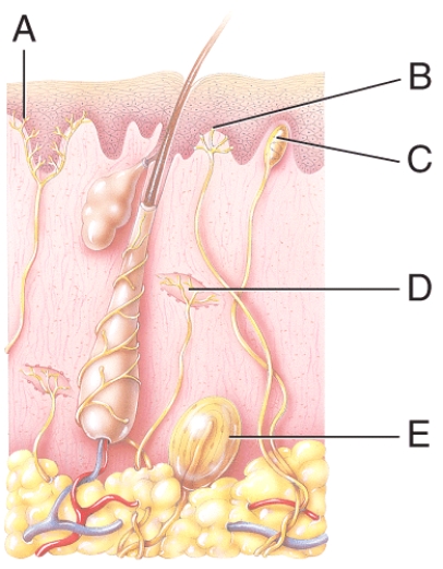 Which of the labeled structures in the diagram is a cutaneous mechanoreceptor that senses pressure and fast vibrations?   A) A B) B C) C D) D E) E