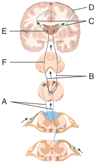 Which labeled neuron conducts impulses from the peripheral somatic receptors into the brain or spinal cord?   A) A B) B C) C D) More than one answer selection is correct. E) None of the answer selections are correct.