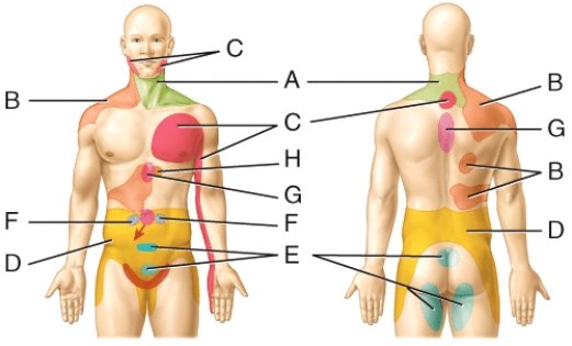 Visceral pain coming from the ovaries is referred to which location(s) in the diagram?   A) D B) E C) B D) F E) A