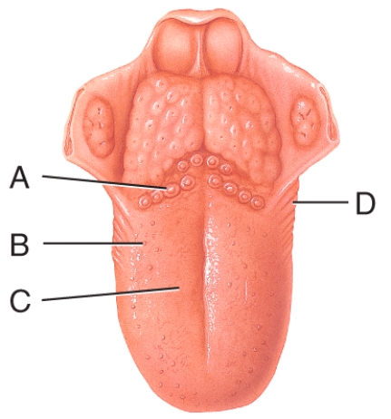 Which of the labeled papilla have taste buds that degenerate in early childhood?   A) A B) B C) C D) D E) Both B and C