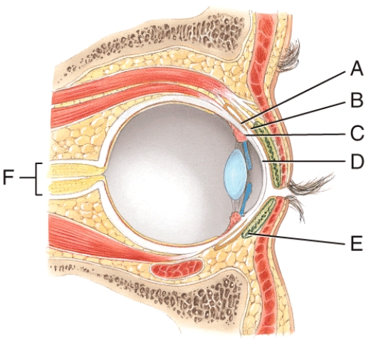 Where is the optic nerve?   A) C B) D C) E D) F E) None of these choices