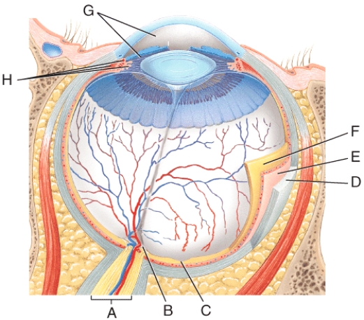 Where is the choroid?   A) F B) E C) D D) G E) H