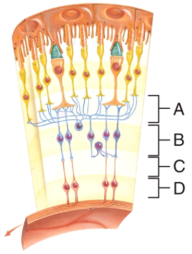 Where is the outer synaptic layer?   A) A B) B C) C D) D E) All of these choices