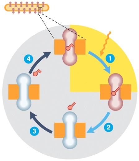 Which labeled step(s) represents bleaching of the photopigment?   A) 1 B) 2 C) 3 D) 4 E) Both 2 and 4