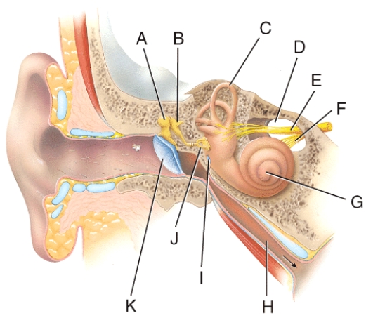 Where is the internal auditory canal?   A) C B) D C) E D) F E) H