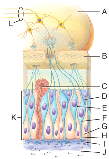 Which part of the diagram contains the axons from olfactory bulb neurons?   A) B B) G C) E D) F E) L