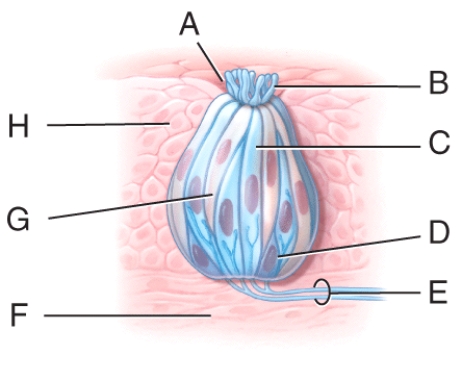 Which of the following is the correct order for development of a functional gustatory receptor cell?   A) A > B > C B) D > G > C C) G > C > D D) C > G > D E) G > D > C
