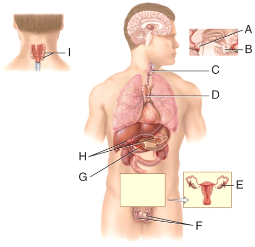 Which of the following labeled endocrine glands secretes hormones that regulate blood calcium levels?   A) B B) A C) H D) D E) I