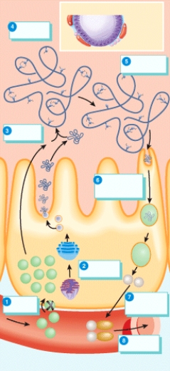 Which of the labeled steps in the diagram represents the synthesis of thyroglobulin (TGB) within the follicular cells?   A) 1 B) 2 C) 4 D) 6 E) 7