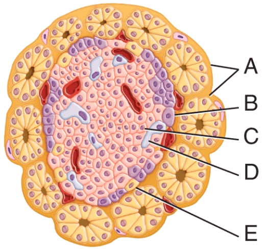 Which labeled structure in the diagram secretes somatostatin?   A) A B) B C) C D) D E) E
