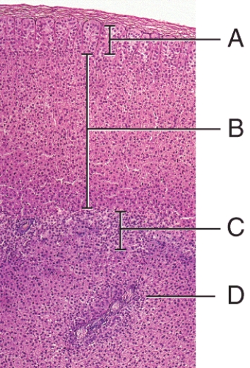 Which of the following describes a function of a hormone produced in zone of the adrenal gland labeled B?   A) enables body to resist stressors and also increases blood glucose B) intensifies sympathetic responses in other parts of the body C) accelerates formation of glucose from glycogen (glycogenolysis)  D) stimulates growth of axillary and pubic hair E) stimulates breast development and milk secretion