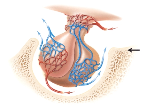 Which of the following bones (marked in the diagram) contains a depression which houses the endocrine gland shown in the diagram?   A) maxilla B) sphenoid bone C) mandible D) ethmoid bone E) temporal bone