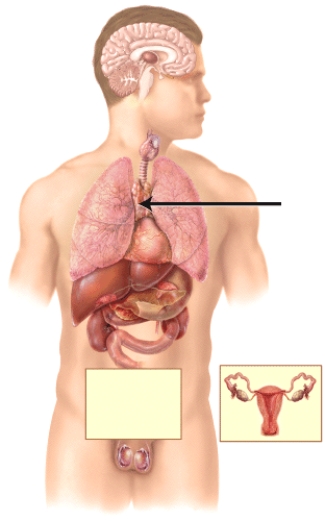 Which of the following hormones is produced by the endocrine gland marked in the diagram?   A) testosterone B) glucagon C) melatonin D) thymopoietin E) vasopressin