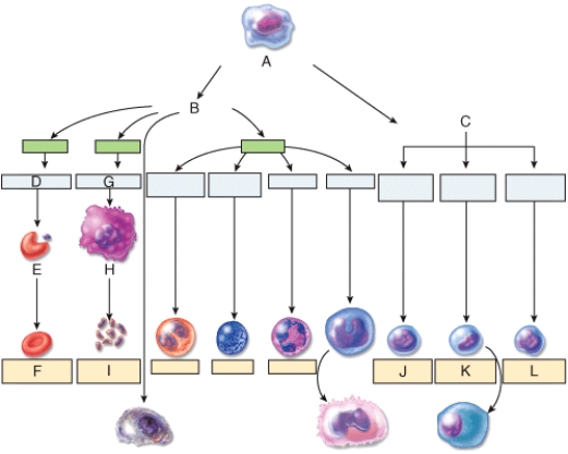 Which of the labeled form elements of blood shown in the diagram are granular leukocytes?   A) I B) J C) K D) More than one of the selections is correct. E) None of selections are correct.