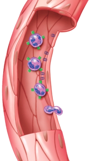 What is this figure demonstrating?   A) Erythropoiesis B) RBC differentiation C) Emigration D) Clot formation E) Clot retraction