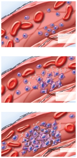 What does this figure represent?   A) Erythropoiesis B) RBC differentiation C) Emigration D) Clot formation E) Clot retraction